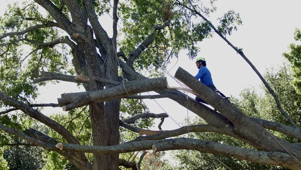 Professional Crown Thinning performed by certified arborists in Afton
