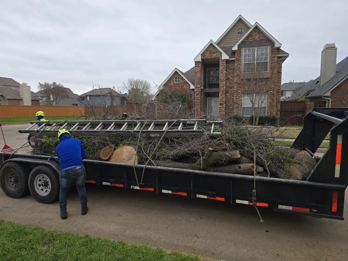 Expert Tree Pest Control with proper safety equipment in Afton